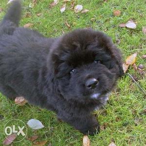 I want to sell my Newfoundland male puppy...Angel