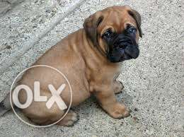=INDIA KENNEL CLUB= Bull mastiff punch prices puppy sell