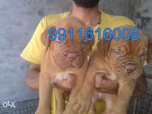 INDIA KENNEL CLUB =french Mastiff awsm breed !AVavailable