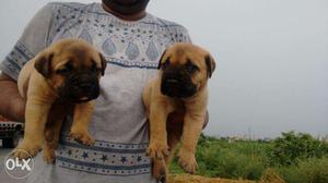 /=INDIA KENNEL CLUB= highly pedigree puppies available sell