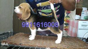 =INDIA KENNEL CLUB=Beagle Puppies male or female - Show