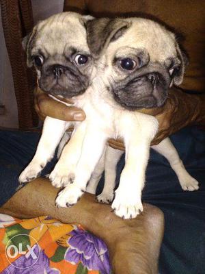 Import quality pug for sale in Behala