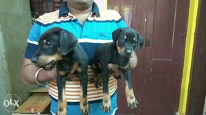 Imported Bloodline Doberman Puppies for Sale