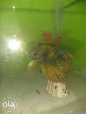 Imported yellow & blue Betta fish crown tail fish