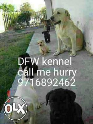 In delhi:delhi quality puppies (Labra/german shephrd/pug/all