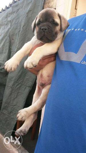 India kennel club= Healthy and punch face Bull mastiff puppy