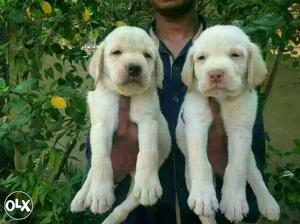 Itarsi:-- Confidence Dog's" All Puppeis Pets Deal