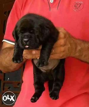 Itarsi:-- Hurcules Dog's" All Puppeis Pets Deal