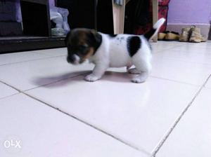 Jack russell puppy for sell heavy bone pure breed