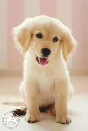 Jamnagar:-- Looking Breed's" All Puppeis Pets