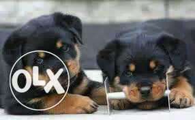 Jamnagar::-- Welcoming Dog's" All Puppeis Pets
