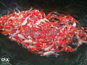 Japanese koi fish available. 6 inch to 1feet