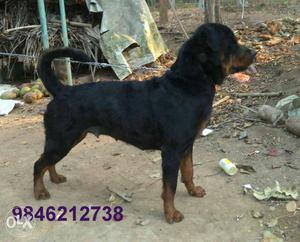 Kci certified female two year old rott