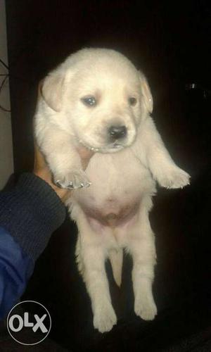 Lab male for sale