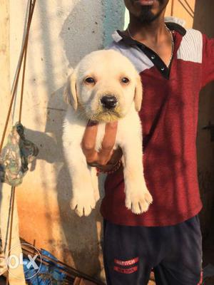 Lab male puppies available milky white in colour
