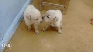 Lab puppy 2 male,3 female is available