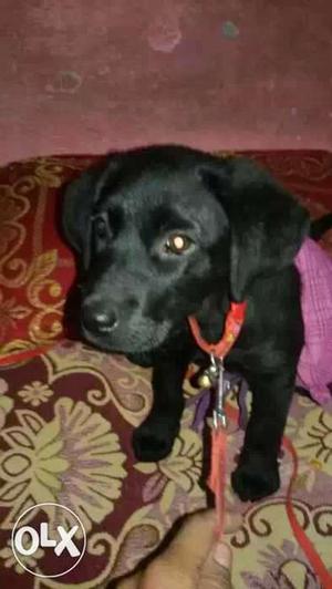 Lab puppy female 3 manth only
