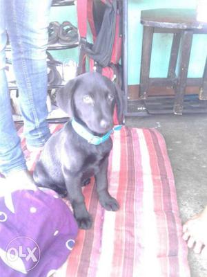 Labra dog black colour 2 months 10days