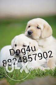 Labrador best quality puppies