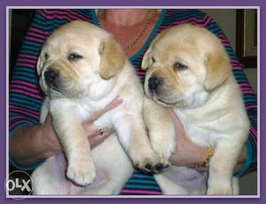 Labrador cute n best male puppies available with breed