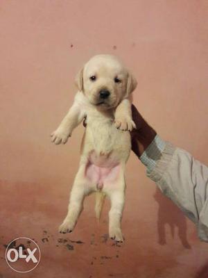 Labrador fawn colour puppies all breeds available