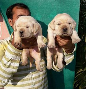 Labrador fawn colour puppies all breeds puppies