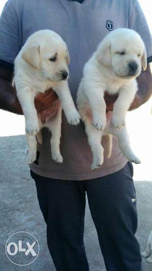 Labrador fawn colour puppies available male 
