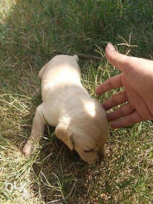 Labrador-female -born before 28 days