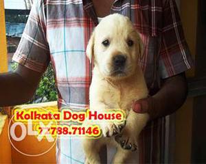 Labrador ~ he is a good dog/- KOLKATA DOG HOUSE