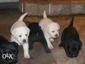 Labrador n german shepherd puppies available with breed