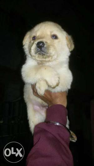 Labrador white colour puppies available Adorable