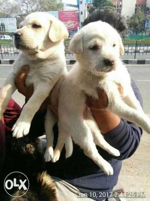 Labradore puppies adorable looks male 