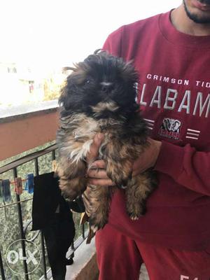 Lahsa Puppy available