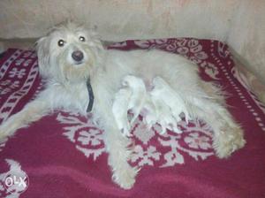 Lasa afso and bhushi pomerian cross puppy urgent