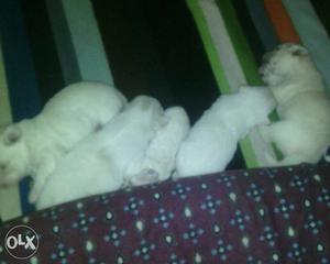 Lasha dog 5 babyies for sale