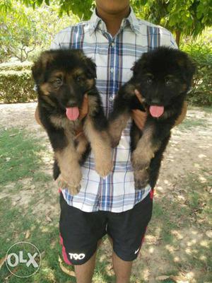 Long coated German Shepard puppy for sale male