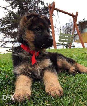 Loyal and Gental German shepherd puppies available