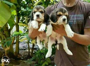Lucknow:-- Natural Dog's" All Puppeis Pets Deal