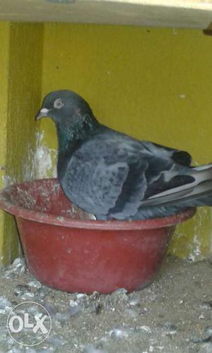 Mail karana pigeons