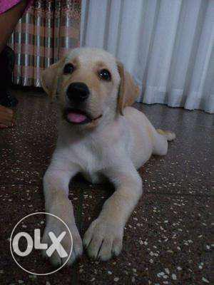 Male Labrador Dog 4 Month 28 Days Old Vaccinated On Paper