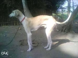 Mudhol hound male dog 1 year old