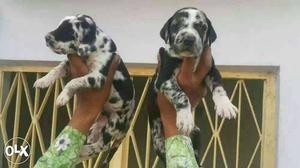 Mumbai:-- Dalmansion" Boxer" Beagle" All Puppeis