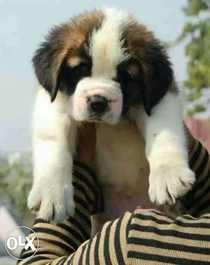 Nagpur:-- Good Nature Dog's" All Puppeis Pets