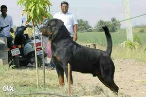 Nanded::-- Great Alertess Dog's" All Puppeis Pets