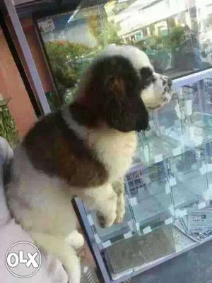 Nashik:-- Good Watchdog's" All Puppeis Pets Deal