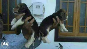 Nashik::-- Good Watchdog's" All Puppeis Pets Deal