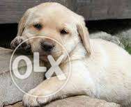 New Breed & Show Quality lab { cream } Pup Available so book