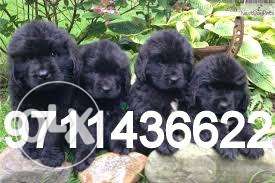 OXFORD KENNEL = Best linges newfoundland puppy available