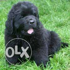 OXFORD KENNEL = Best n good pup newfoundland male pups