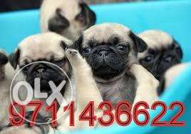 OXFORD KENNEL = I want to sell my so cute n so sweet pug